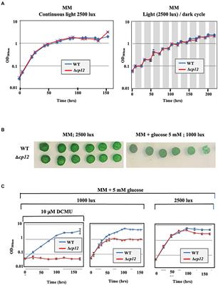 First in vivo analysis of the regulatory protein CP12 of the model cyanobacterium Synechocystis PCC 6803: Biotechnological implications